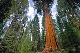 Sequoia gigantea 120-150cm 35lt